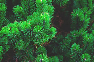 terpenes in cannabis pinene