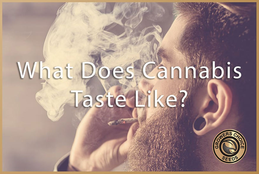 what does cannabis taste like
