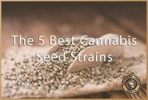 top-selling weed seed strains