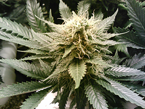 Buy Fremont Cannabis Seeds in Nebraska