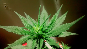 Cannabis seeds for sale Hilton Head Island