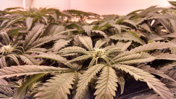 Buy Keene Cannabis Seeds in New Hampshire
