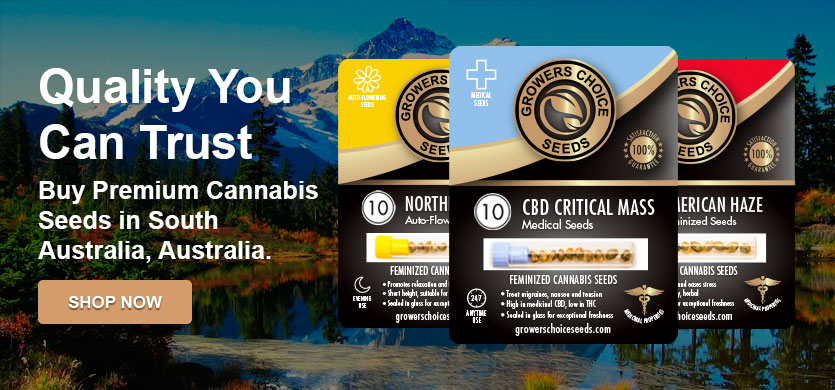buy-cannabis-seeds-city-pages-south-australia-mix