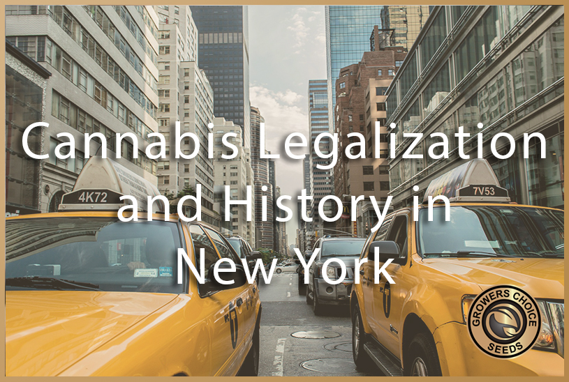 history of new york cannabis