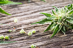 Buy Helena Cannabis Seeds in Montana