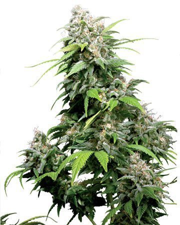 Buy Bubble Gum Auto-Flowering feminized cannabis seeds in New Haven