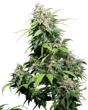 Northern Light autofiorente Female Seeds [Semi Cannabis Femminizzati]