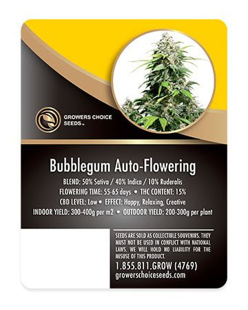Bubble Gum Autoflower Info