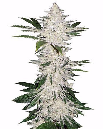 Chemdawg Seeds