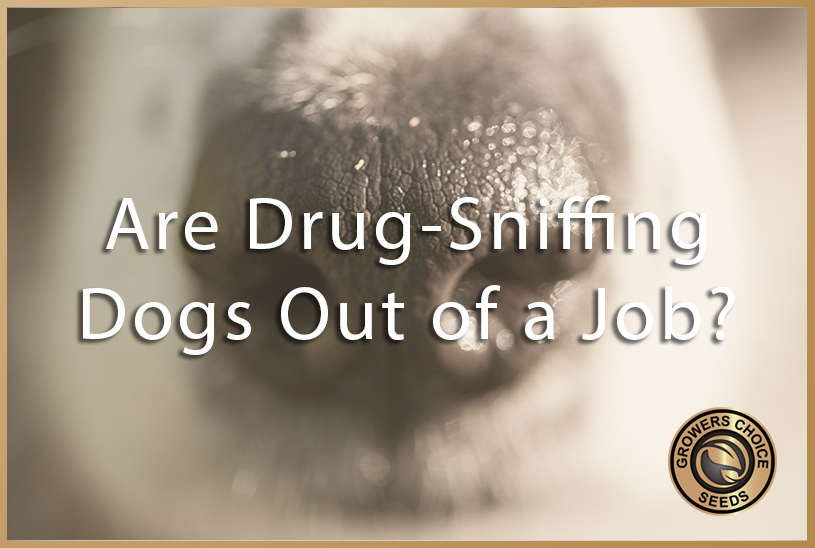 Are drug-sniffing dogs out of a job