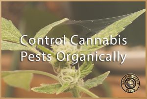 marijuana organic pest control