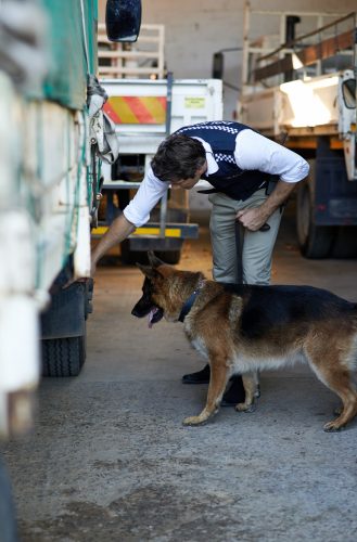 drug-sniffing dogs marijuana