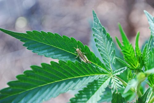 organic pest control for marijuana plants