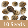 10 Feminized Seeds