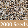 2000 Feminized Seeds