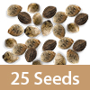 3 Packs of 25 Seeds