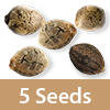 3 Packs of 5 Seeds