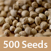 500 Feminized Seeds