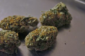 best wholesale marijuana seeds online