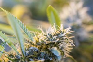 Weed Seeds: What is THC?