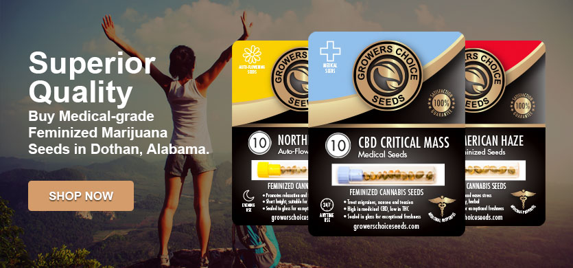 Shop for the best cannabis in dothan