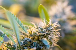 cannabis-seeds-in-oregon