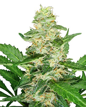 Girl Scout Cookies feminized cannabis seeds