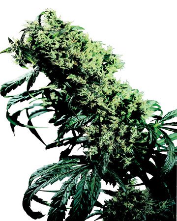 Sunset Sherbert Feminized Cannabis Seeds