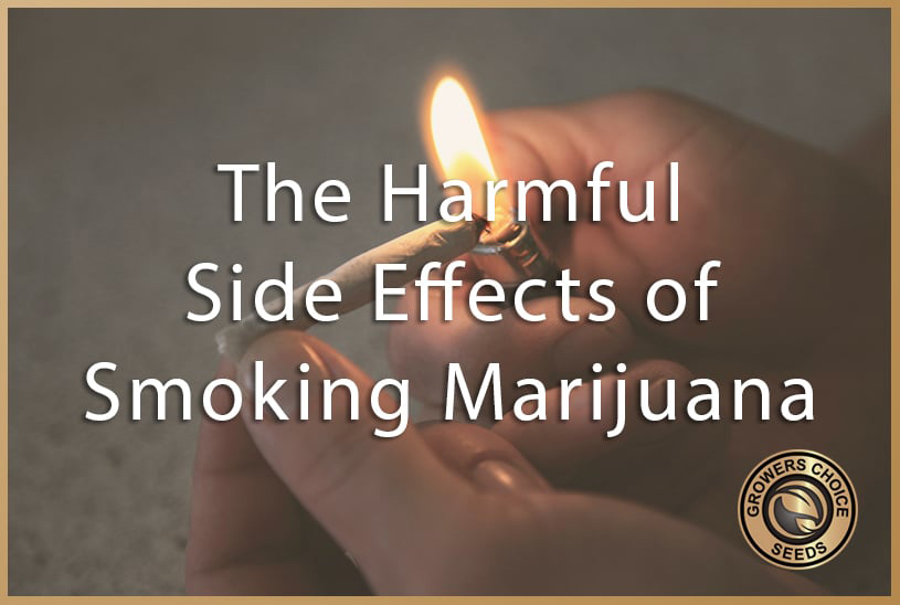 The Harmful Side Effects of Smoking Cannabis