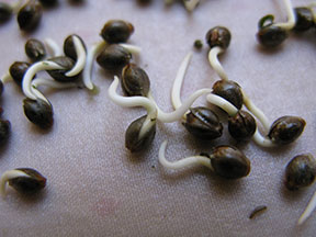 the best marijuana seeds for sale in Tupelo
