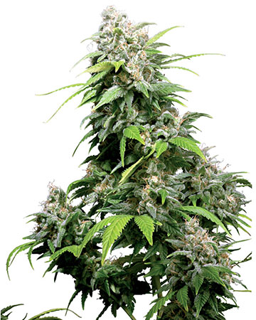 buy the best top cannabis seeds bubble gum