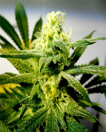 Buy Cream Auto-Flowering Feminized Cannabis Seeds in Tuscaloosa
