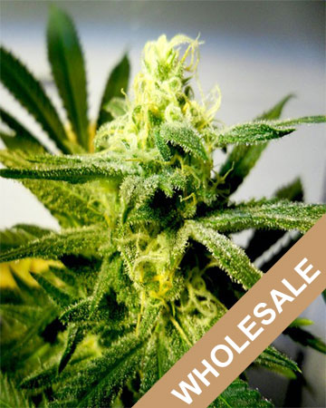 Buy Wholesale Auto Cream Feminized Cannabis Seeds