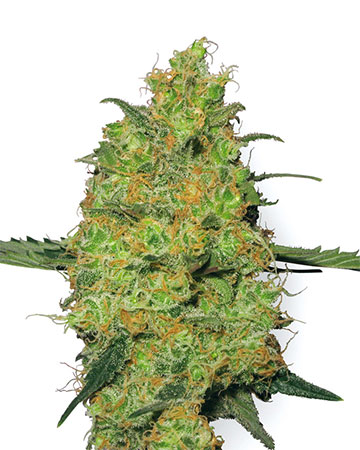 Buy Pineapple Auto-Flowering feminized cannabis seeds in Hartford