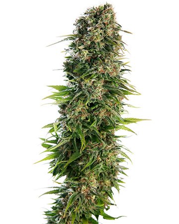 Skunk Autoflowering Cannabis Seeds