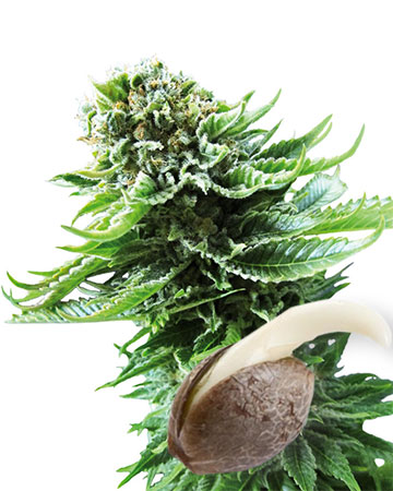 get Wholesale ACDC CBD Auto Flowering Feminized Cannabis Seeds for sale