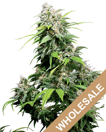 get wholesale price on auto bubble gum cannabis seeds