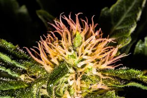 buy marijuana seeds in concord