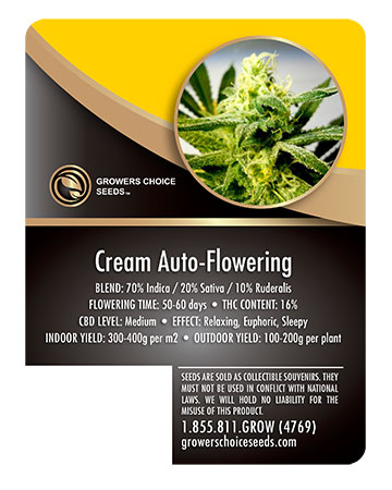 cream-autoflowering-cannabis-seeds-pack-details2