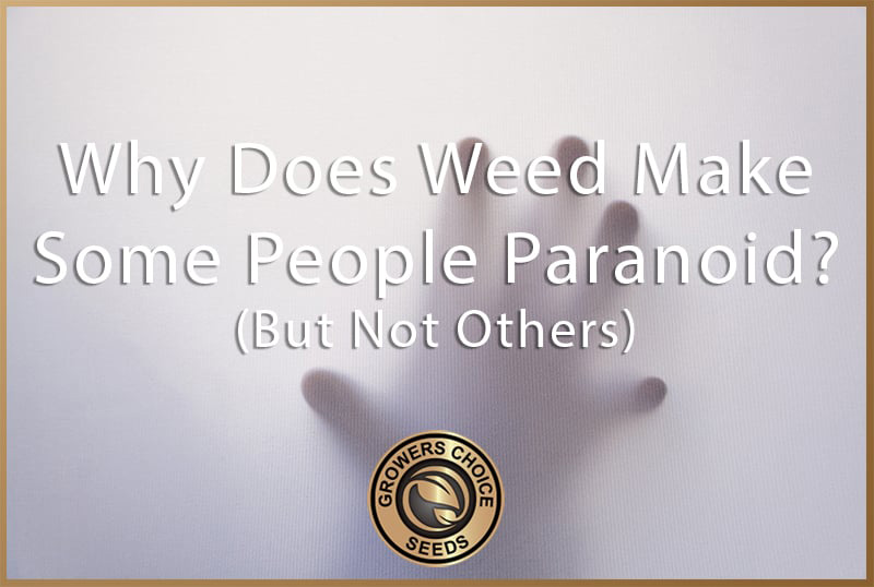 why does weed make some people paranoid