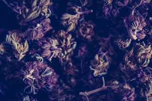 buy the best marijuana seeds in avondale