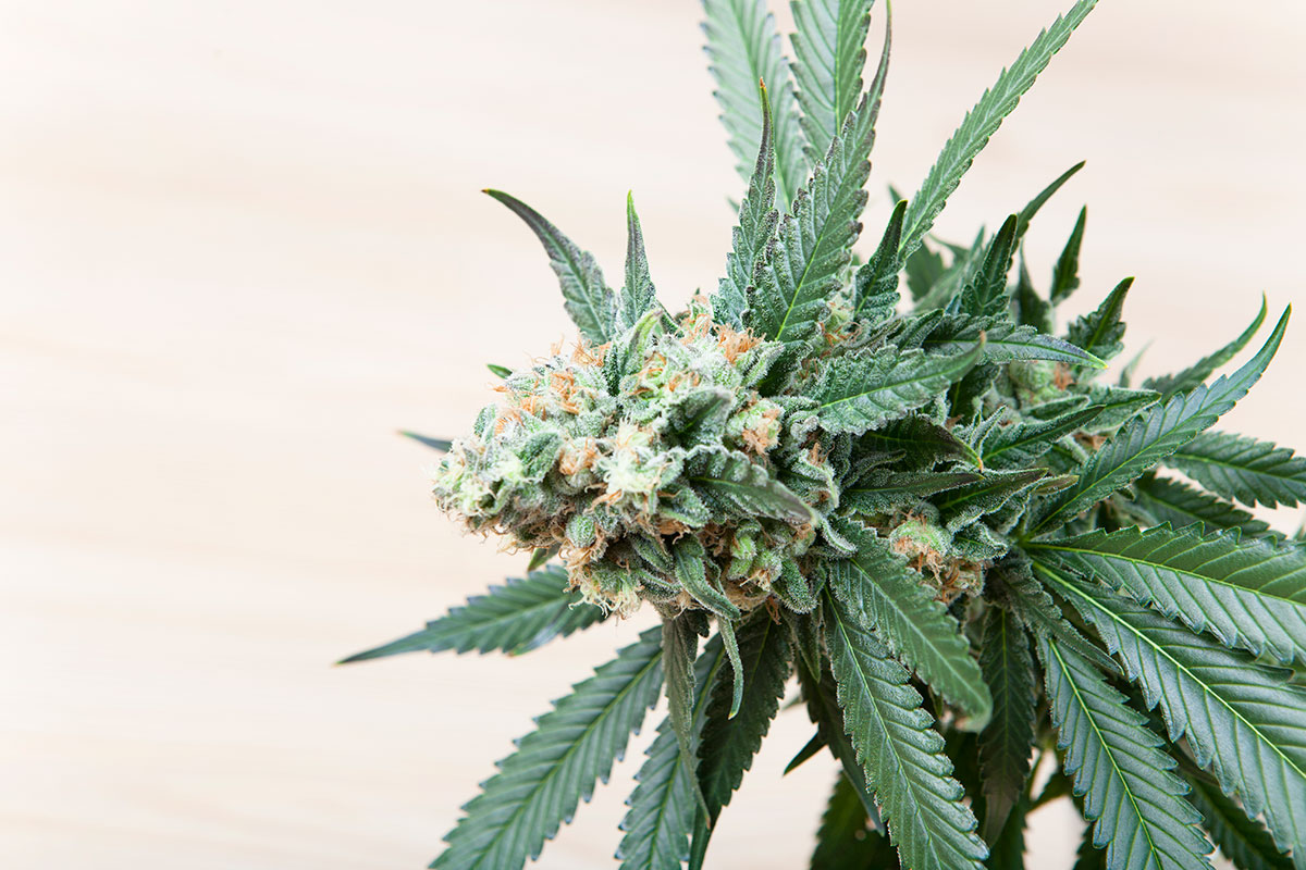 the best marijuana seeds for sale in Cape Coral