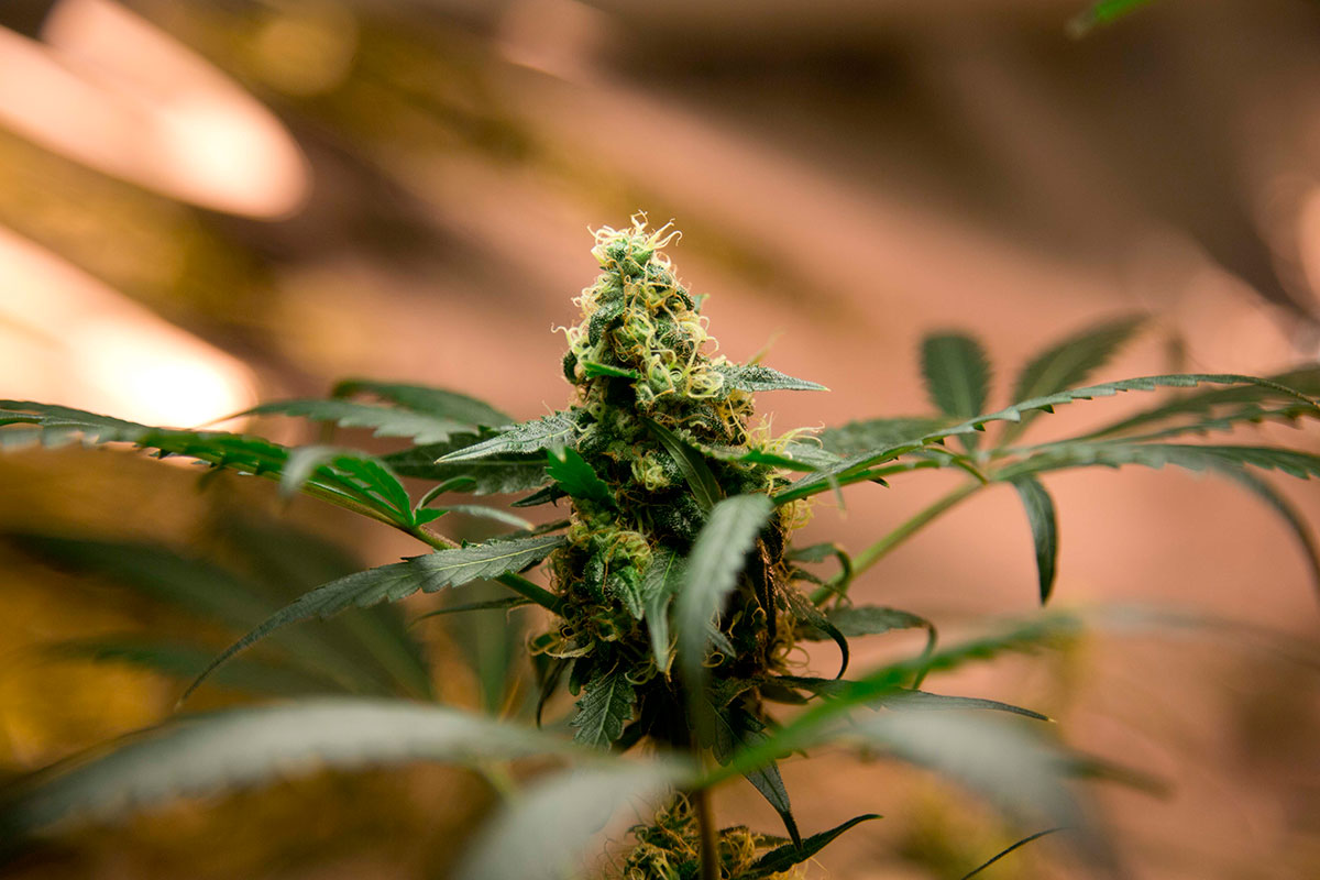 the best marijuana seeds for sale in Kansas