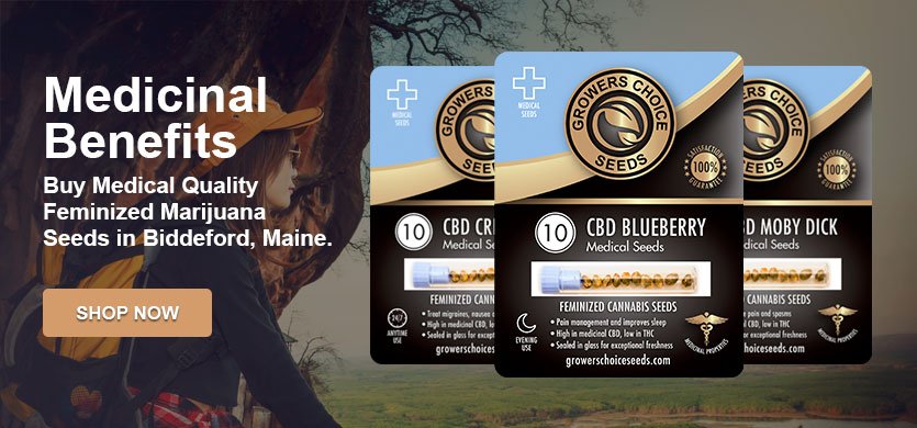 marijuana seeds for sale in Biddeford