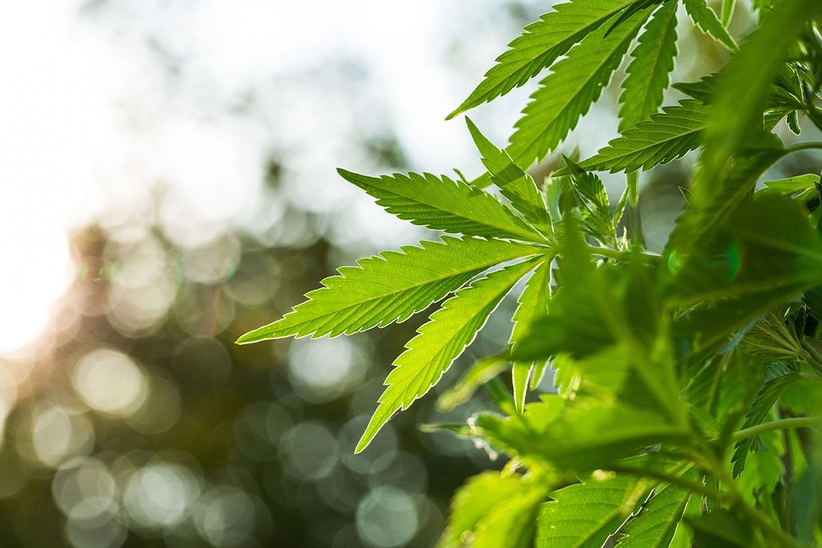 the best marijuana seeds for sale in Lenexa
