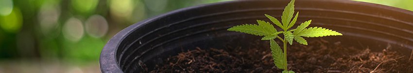 Wholesale-Cannabis-Seeds