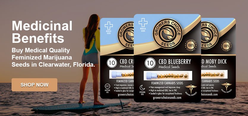 marijuana seeds for sale in Clearwater