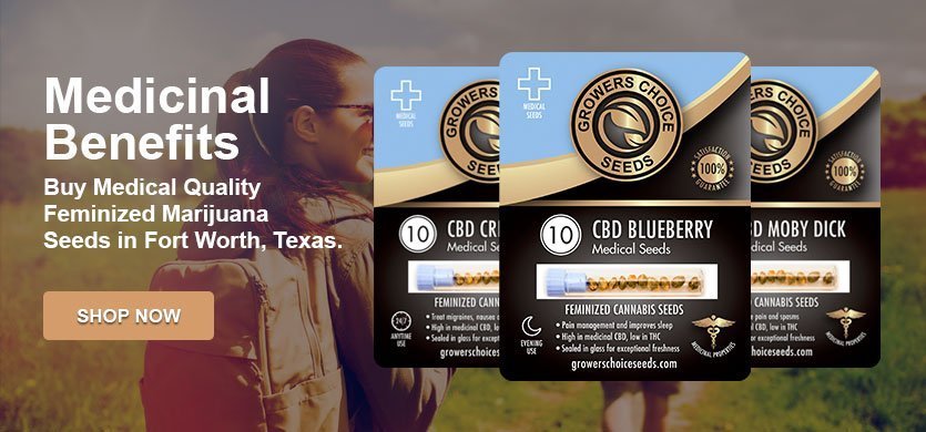 buy premium high cbd marijuana seeds in fort worth texas