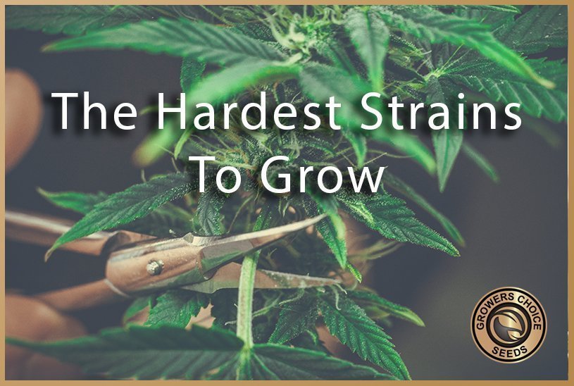 scissors harvesting cannabis plant