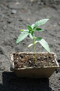 wholesale marijuana seeds buy 
